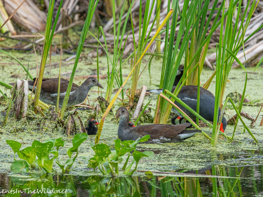 Se7en Wetlands-莱克兰必去景点