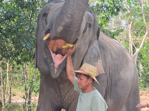 Kulen Elephant Forest-暹粒必去景点