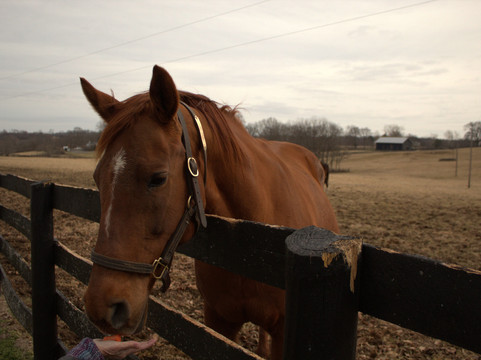 Mill Ridge Farm-列克星敦必去景点
