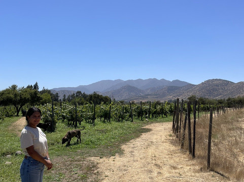 Bodega Wine Tours-圣地亚哥必去景点