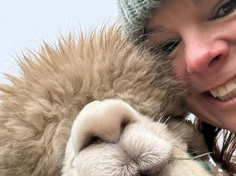 Alpaca Alpaca At Leven Valley-Yarm必去景点