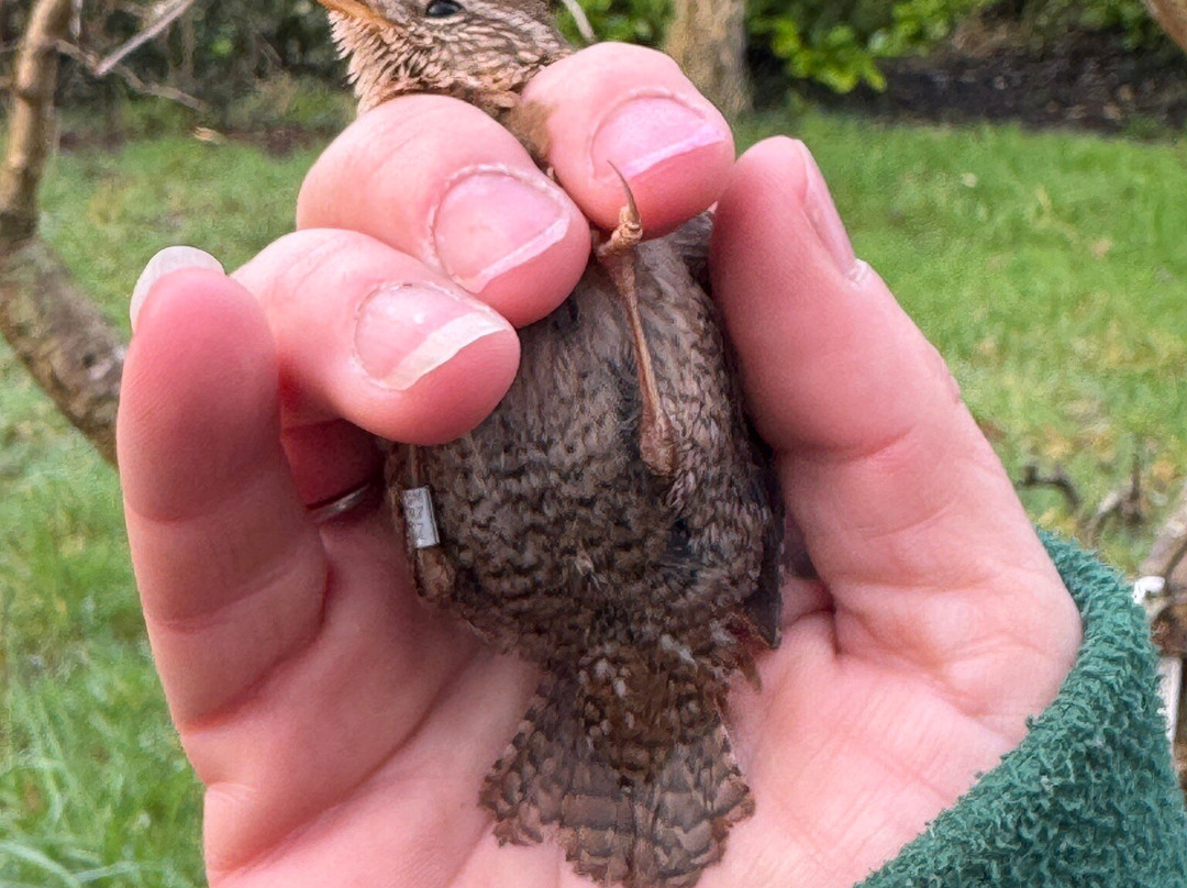 Wild New Forest Guided Tours-利明顿必去景点