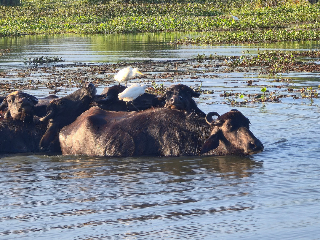 Kalametiya Bird Watching & Ecotourism-Kalametiya必去景点