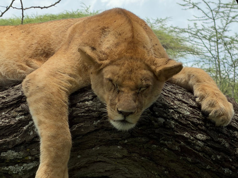 Earthlife Expeditions-阿鲁沙必去景点