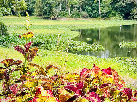 Orosi River Valley-奥罗西必去景点