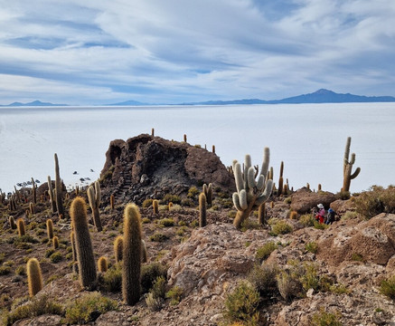 Isla Incahuasi-乌尤尼必去景点
