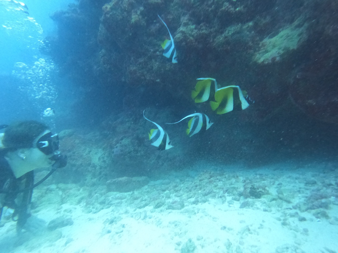 Prestige Explorer Divers