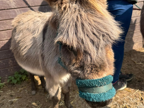 Lucky Tails Alpaca Farm-Atherstone必去景点