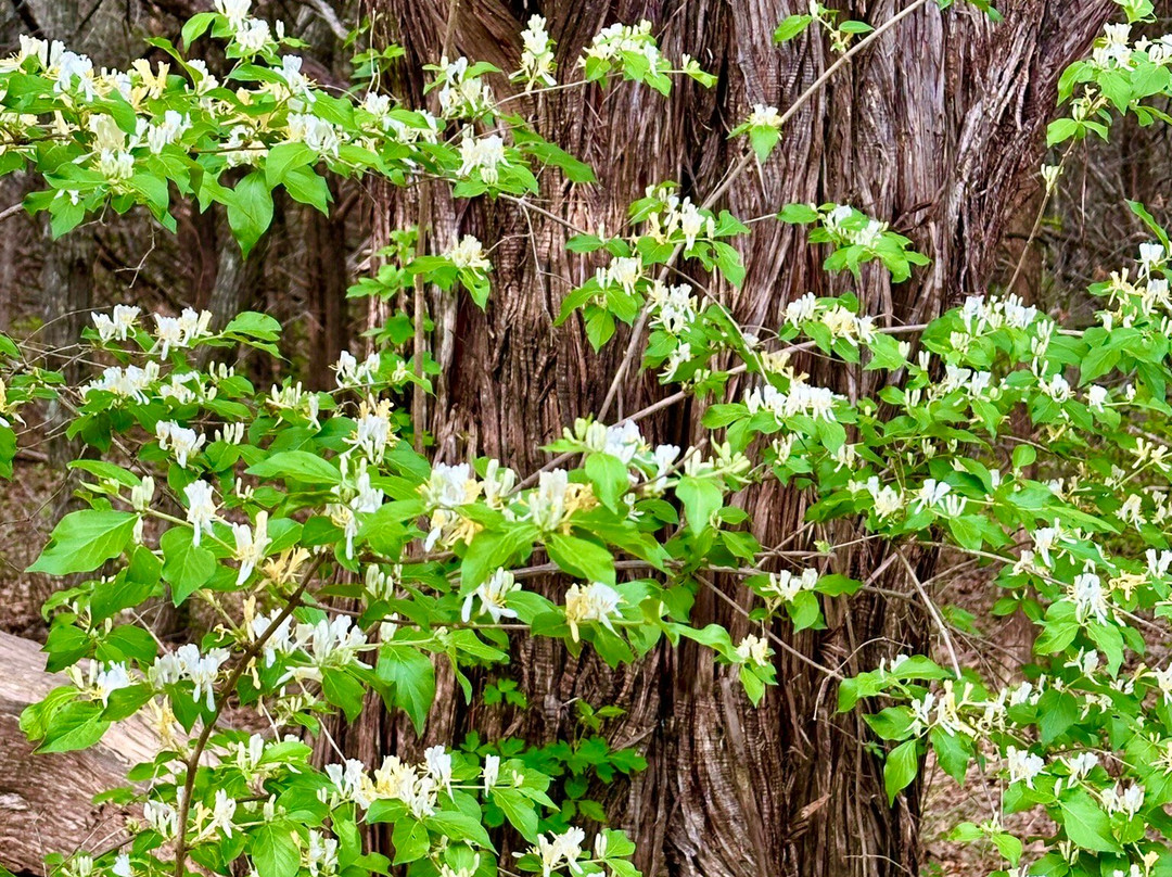 Cedar Ridge Preserve managed by Audubon Dallas.-达拉斯必去景点