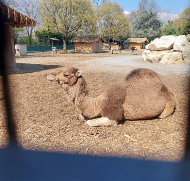 Parco Faunistico Le Cornelle-Valbrembo必去景点