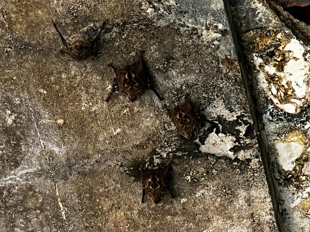 Refugio Nacional Mixto de Vida Silvestre Romelia-蒙特祖玛必去景点