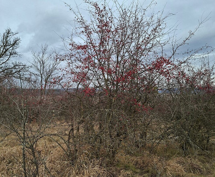 Hoia Baciu Forest-克卢日-纳波卡必去景点