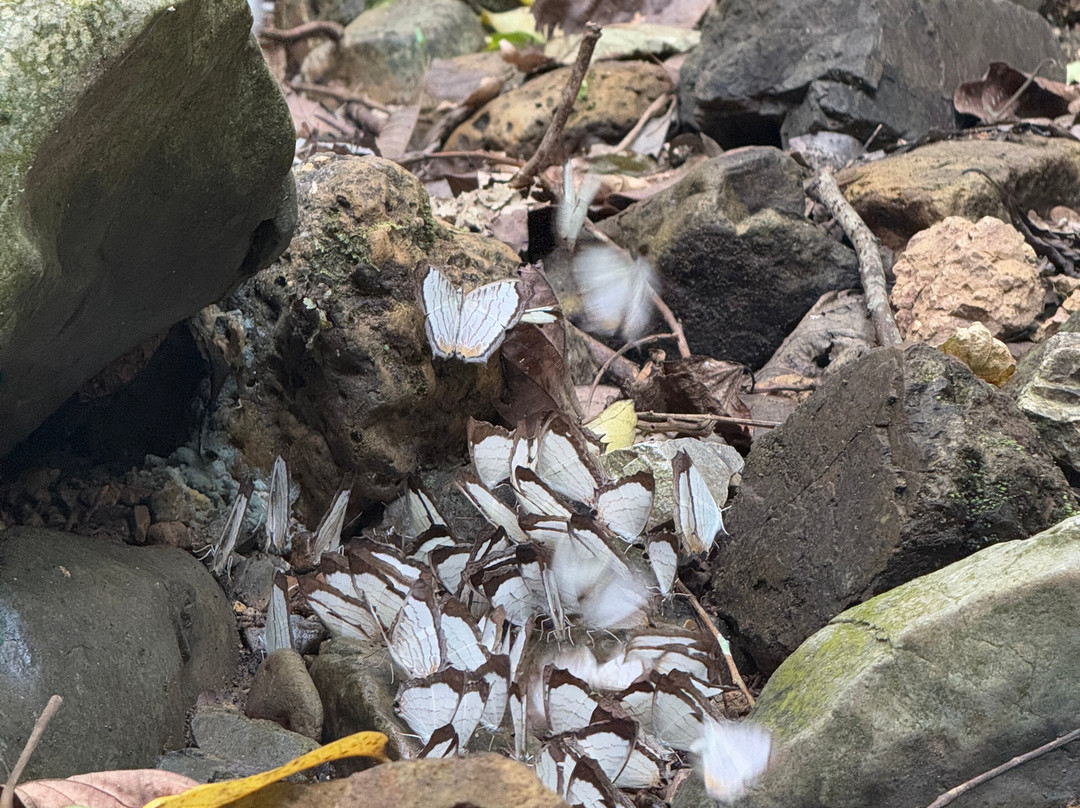 Jungle Boss Tours-峰牙－己榜国家公园必去景点