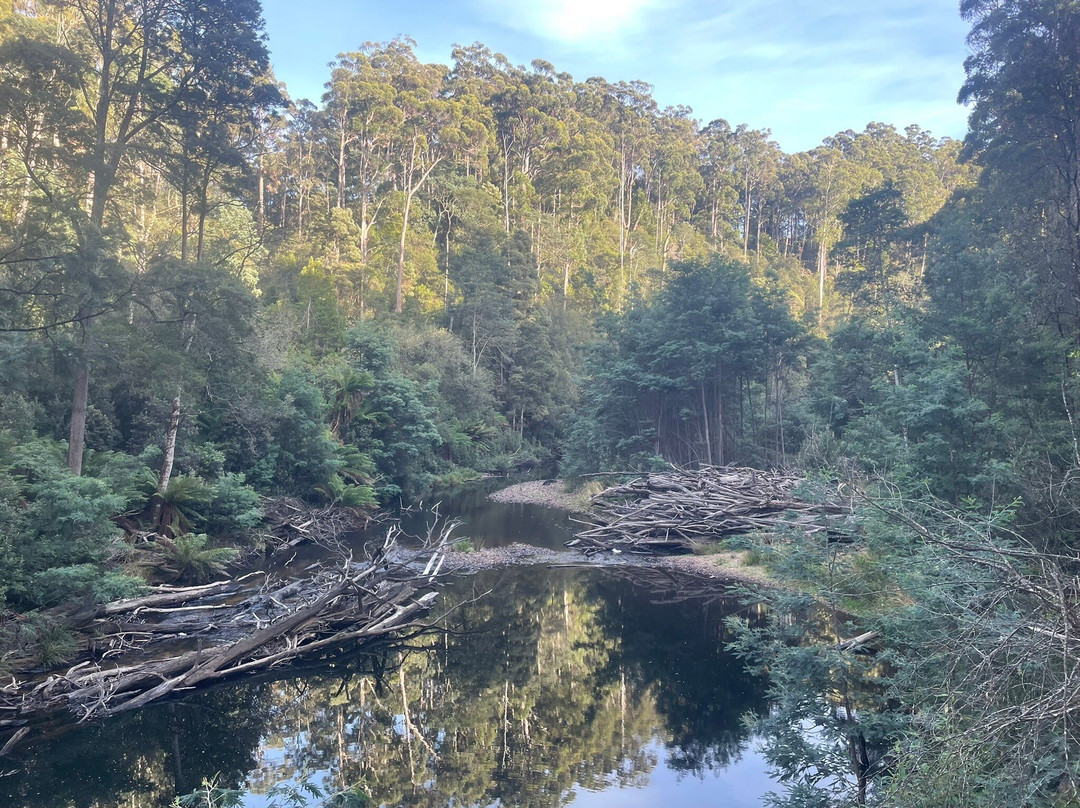 Fern Glade Reserve-伯尼必去景点
