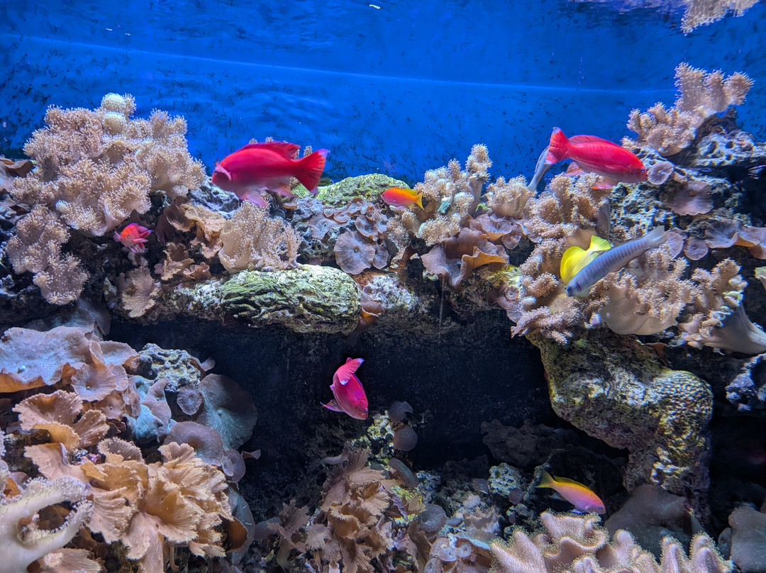 Aquarium At The Boardwalk-布兰森必去景点