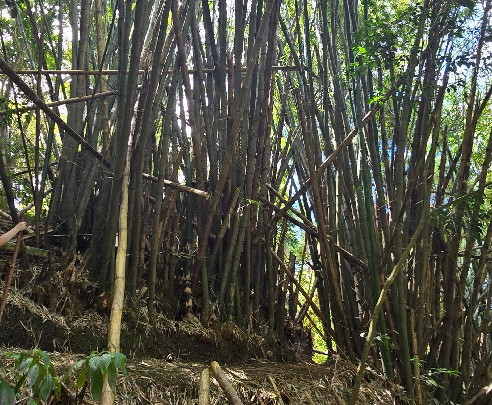 Coco Hill Forest-Melvin Hill必去景点