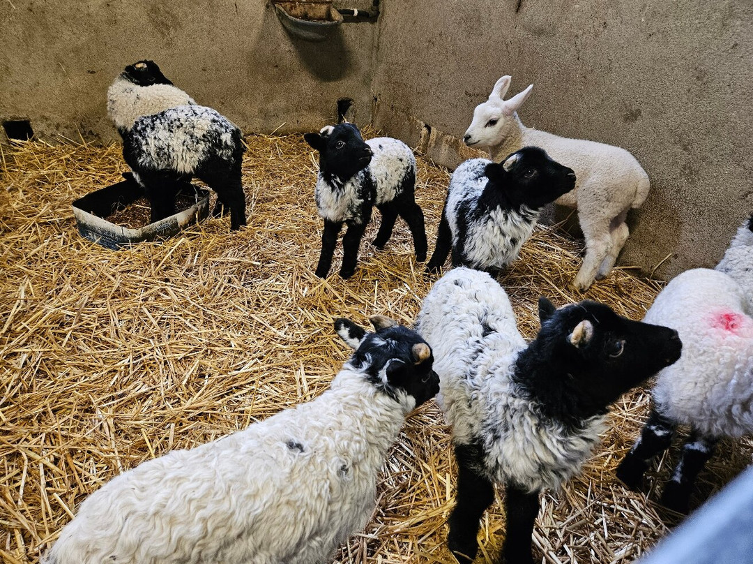 Killary Sheep Farm-Leenane必去景点