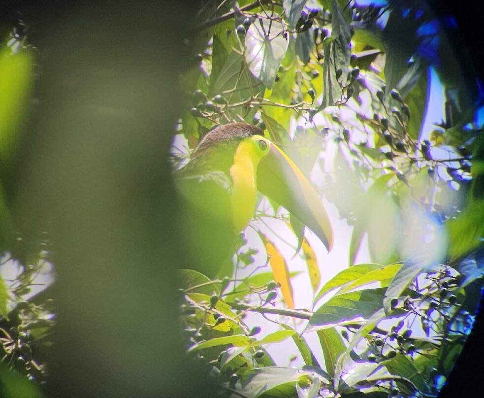 Papa's Place-La Fortuna必去景点