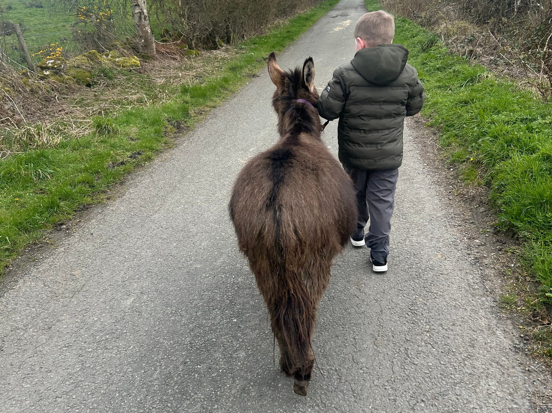 Woolly Experiences Therapy Farm-Mold必去景点