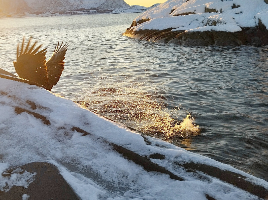 Go2Lofoten-斯沃尔韦尔必去景点