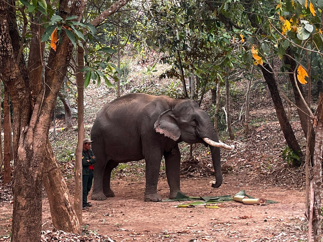 Elephant Conservation Center-Sayaboury必去景点