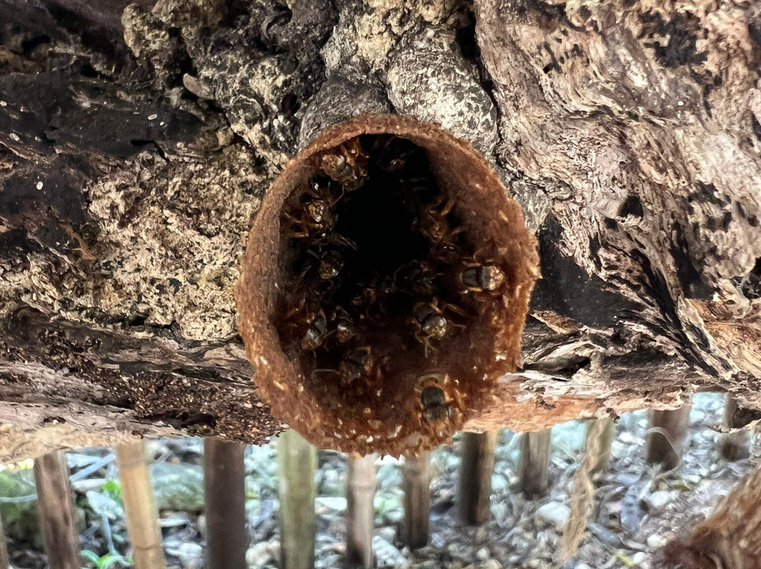 Bee Friendly Conservation Park-考祖梅必去景点