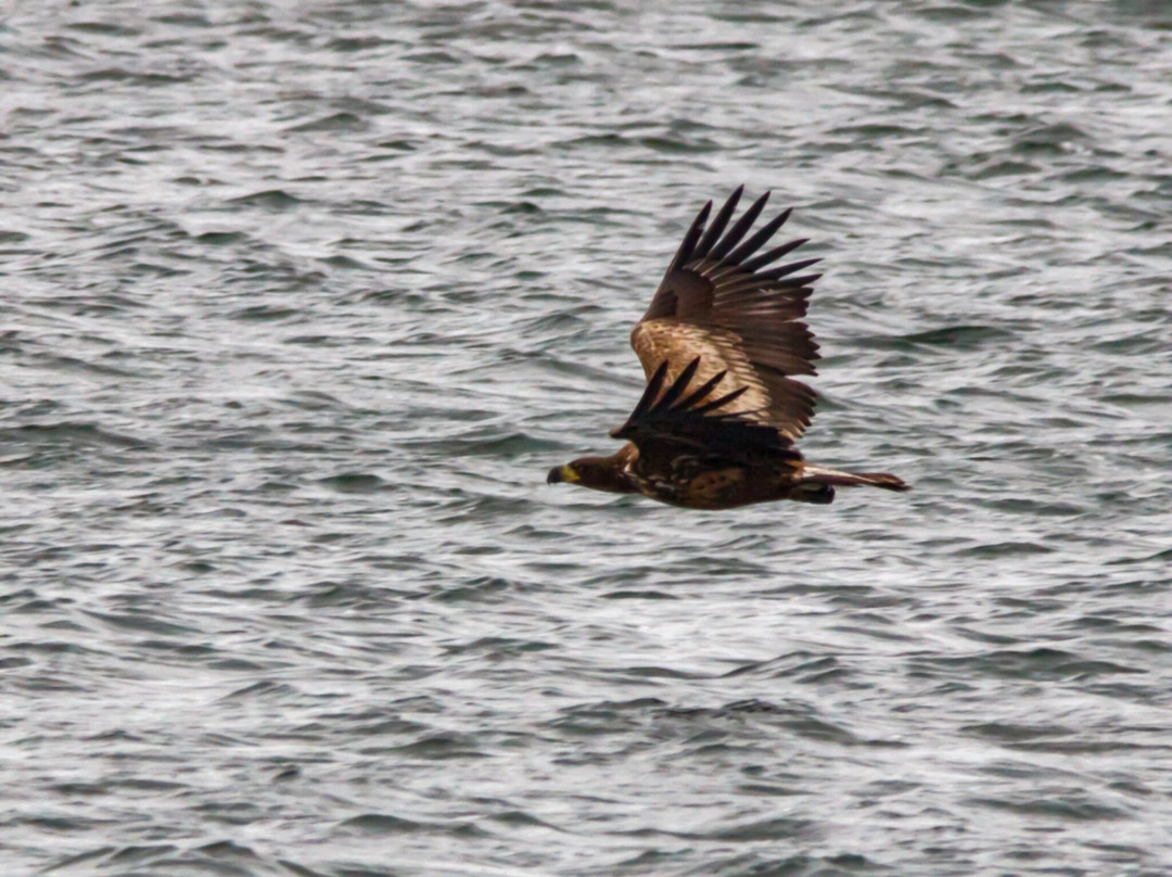Birds Of Poole Harbour Events-普尔必去景点