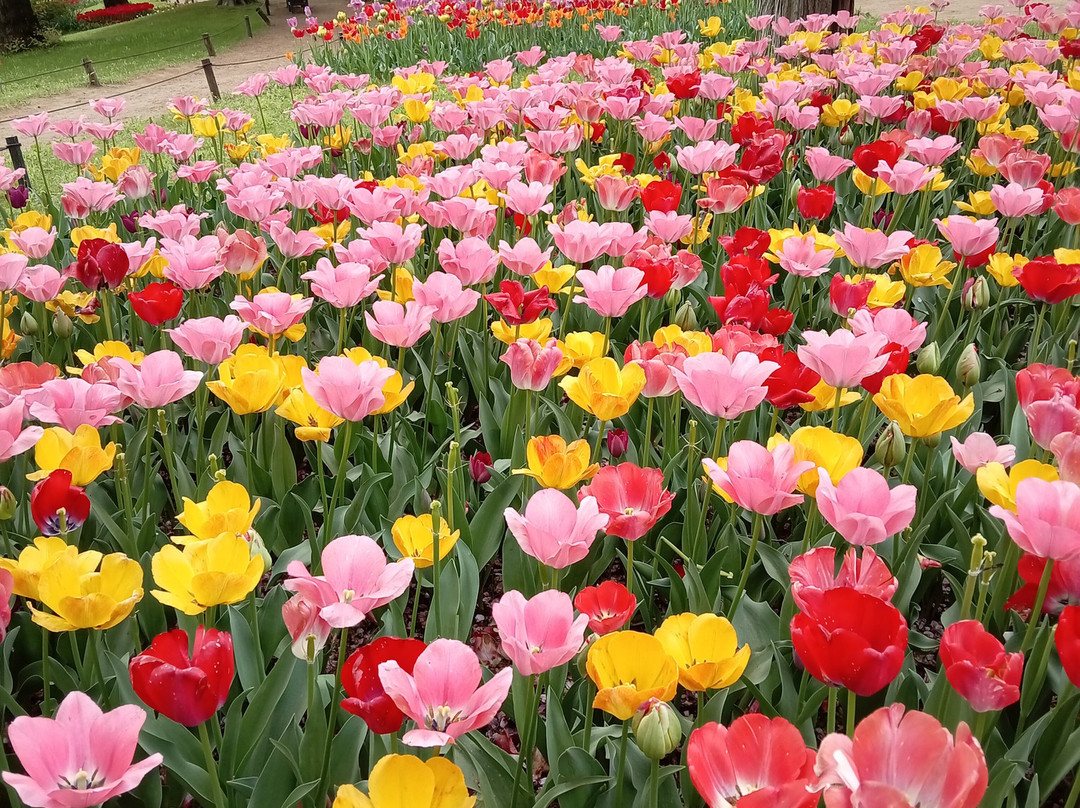 国营昭和纪念公园-立川市必去景点