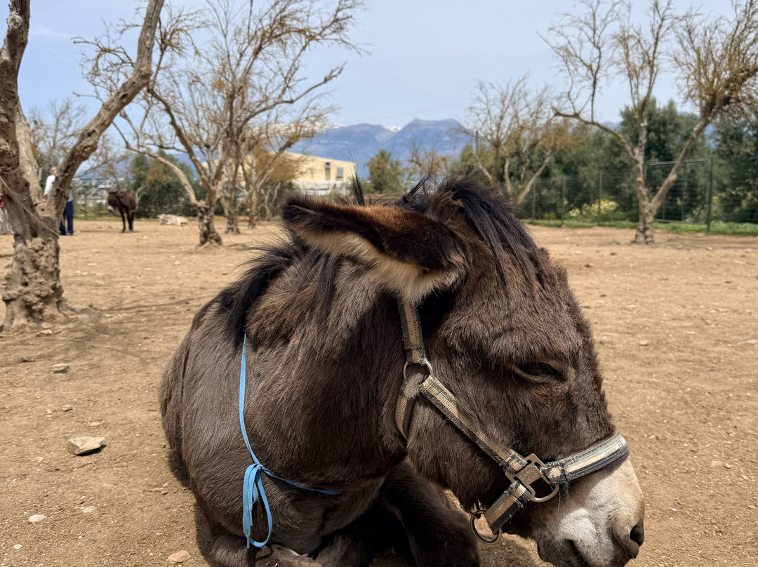 Agia Marina Donkey Rescue Sanctuary-Petrokefali必去景点