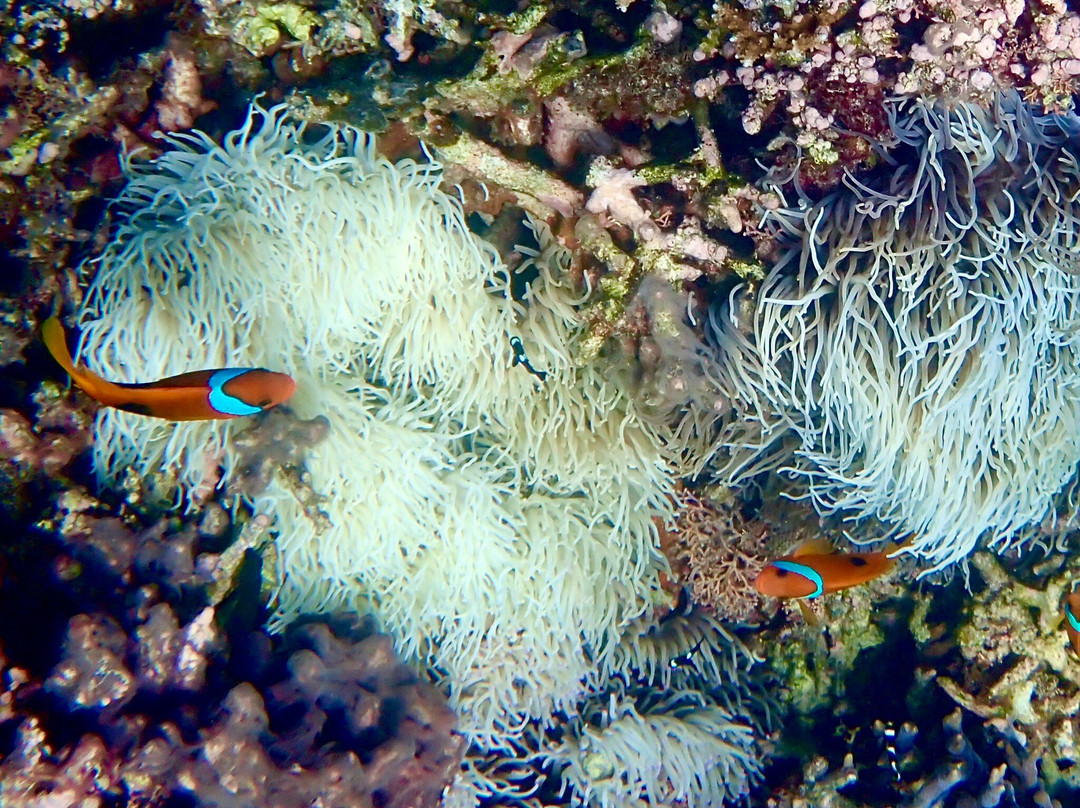 Aquarium des Lagons Nouvelle Caledonie-努美阿必去景点