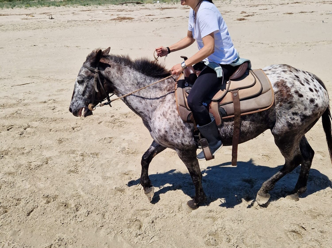 Family Horses 373-5361953-Marina di Ginosa必去景点