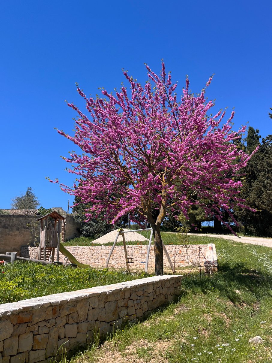 Agriturismo Masseria Sant'Angelo-旅行者
