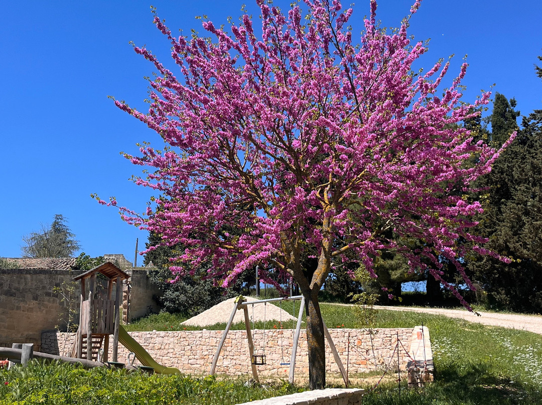 Agriturismo Masseria Sant'Angelo主图