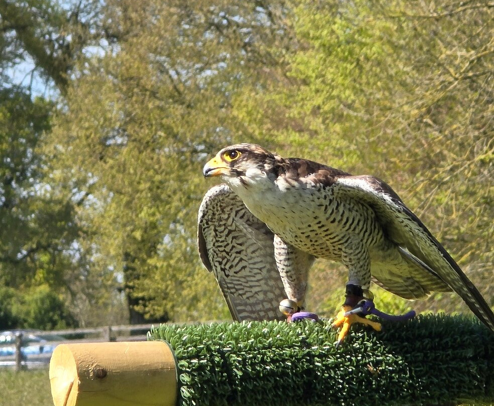 Hawkeye School of Falconry-基尔肯尼必去景点