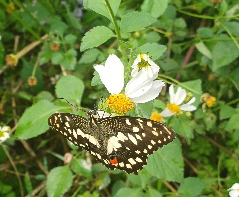 Guys Butterfly House-St Hilary必去景点