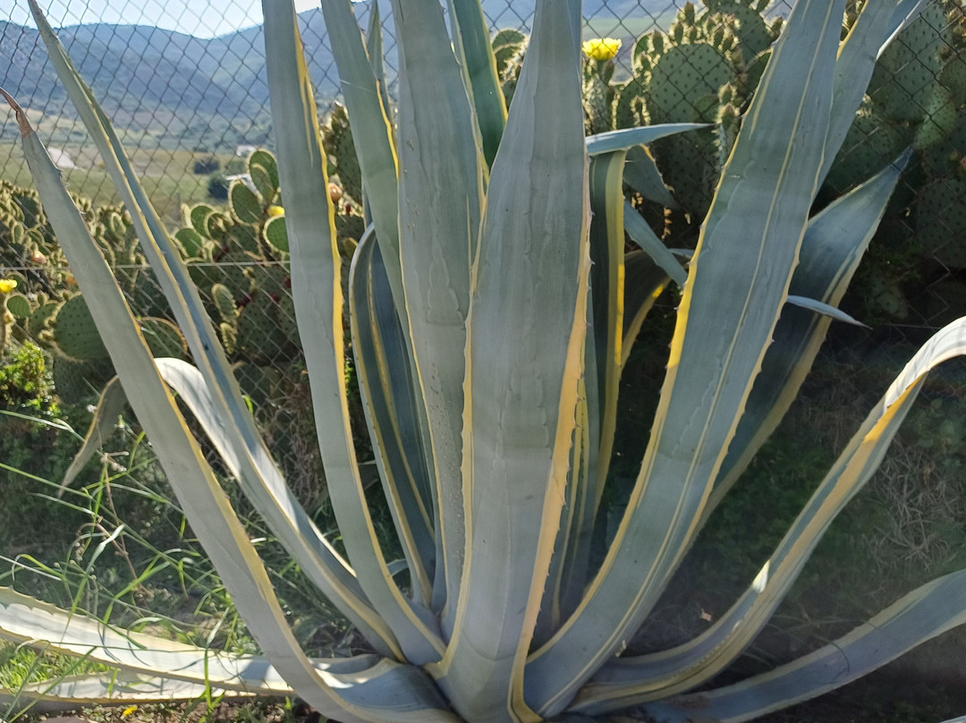 Boutique B&B Cortijo Valverde Álora主图