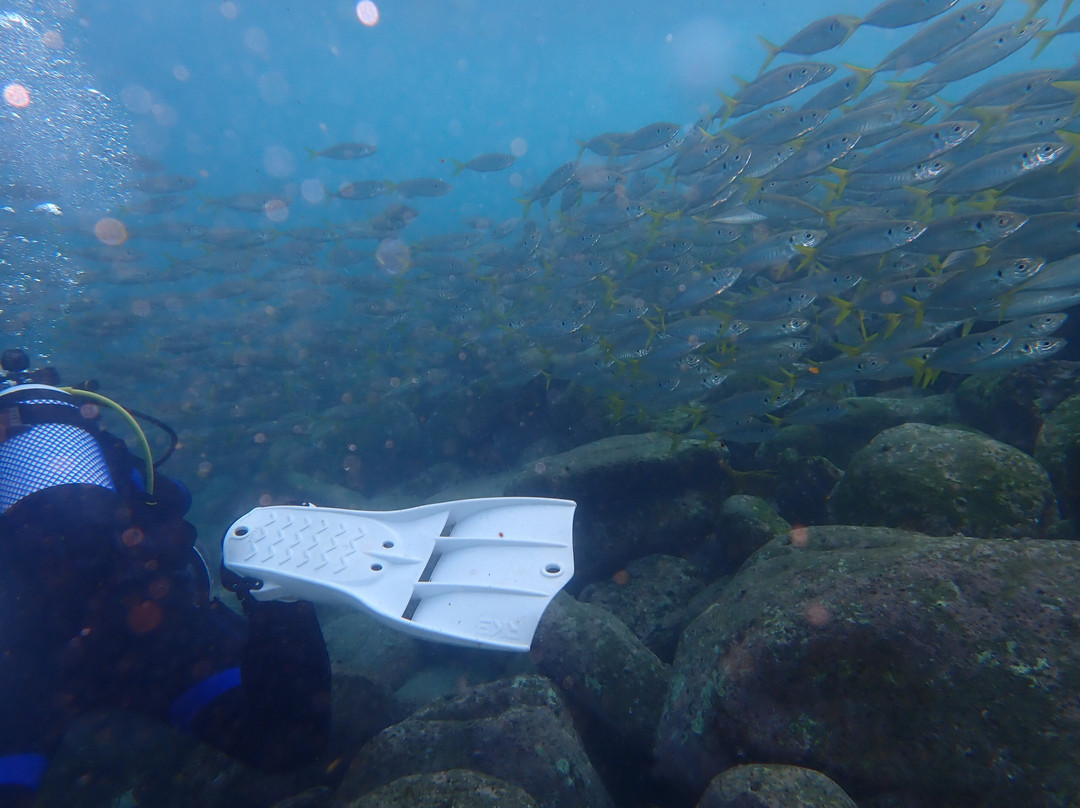 Dive Centre Manly-曼利议会必去景点