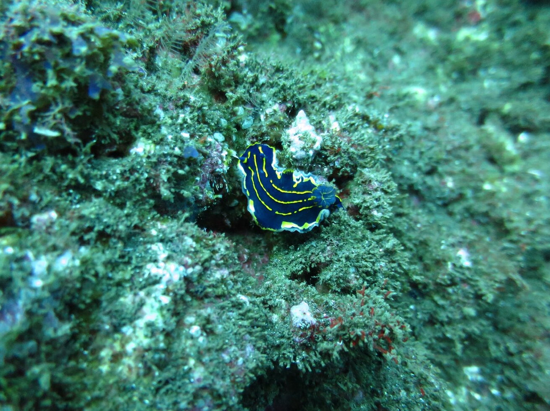 Manta Diving Madeira-Canico必去景点
