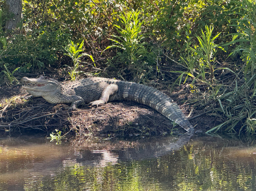 Ragin Cajun Airboat Tours-新奥尔良必去景点