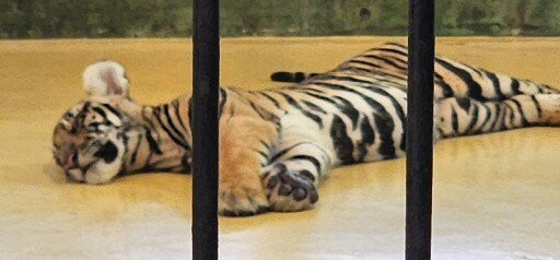 Tiger Kingdom Phuket-卡图必去景点