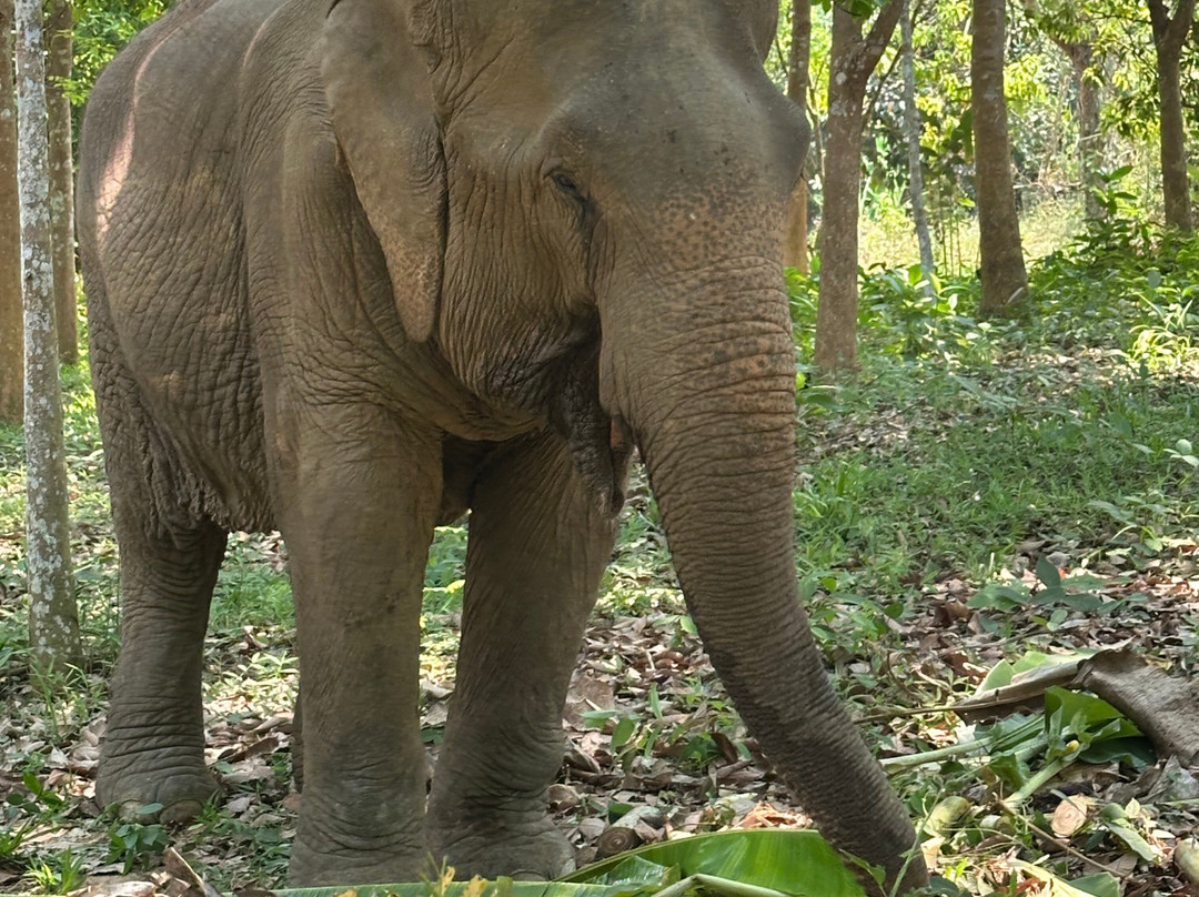 Boon Lott's Elephant Sanctuary-素可泰必去景点