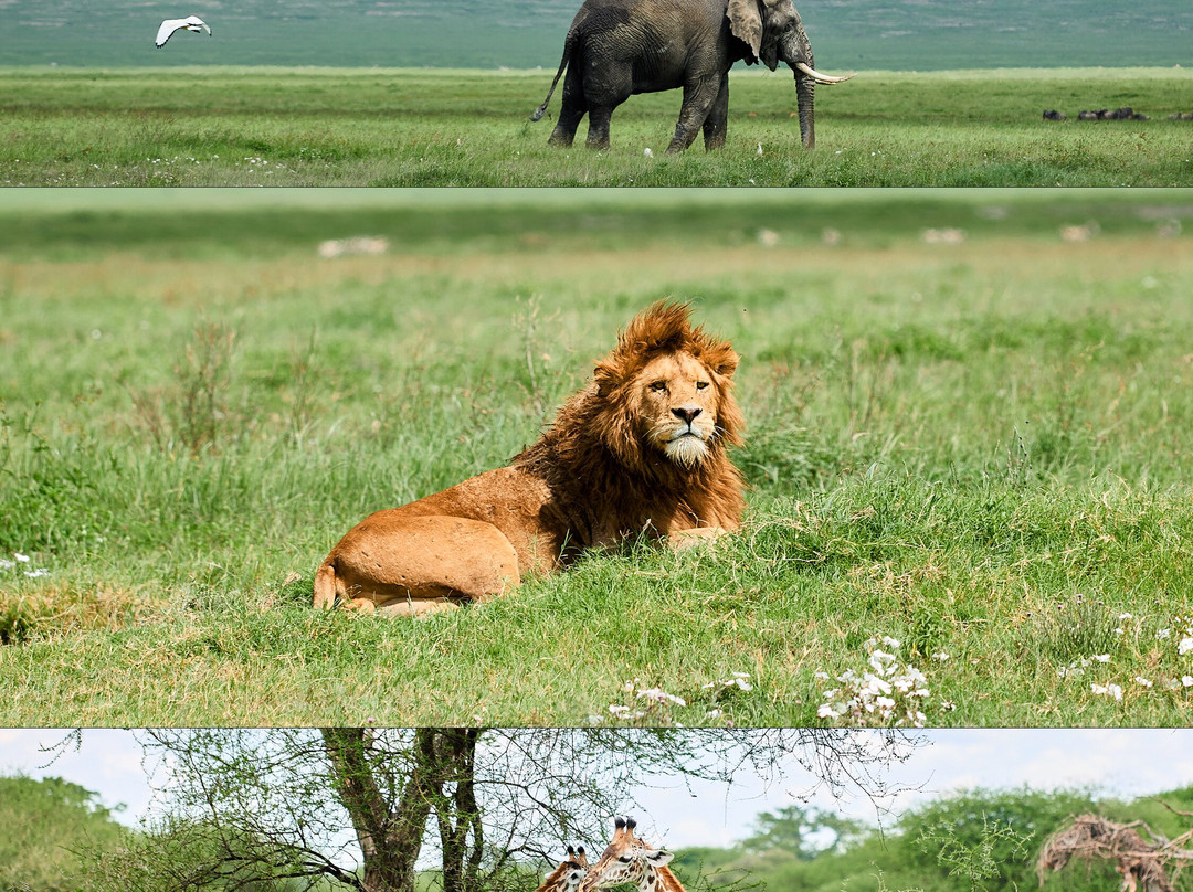 Ngorongoro Crater-恩戈罗恩戈罗保护区必去景点