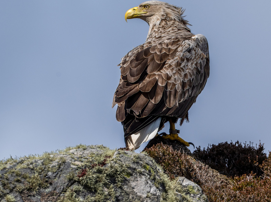 Lady Anne Wildlife Cruises-Grimsay必去景点