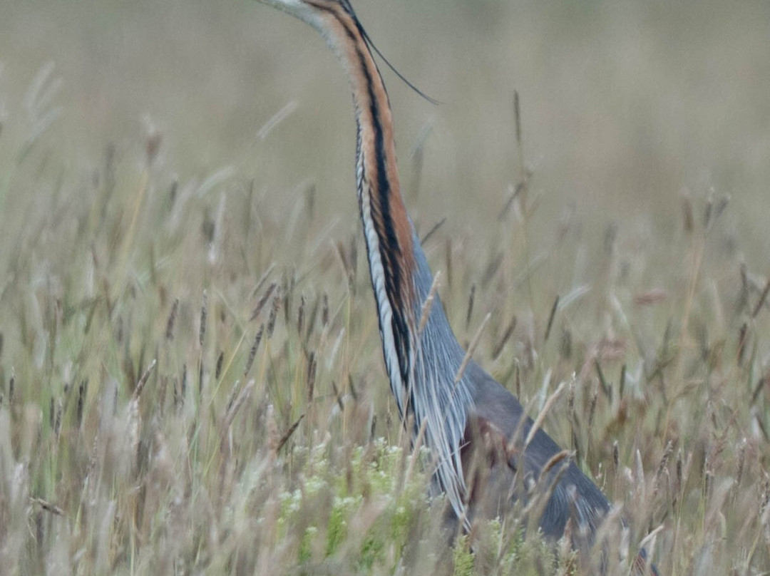 Hungarianbirdwatching.com Day Tours-布达佩斯必去景点