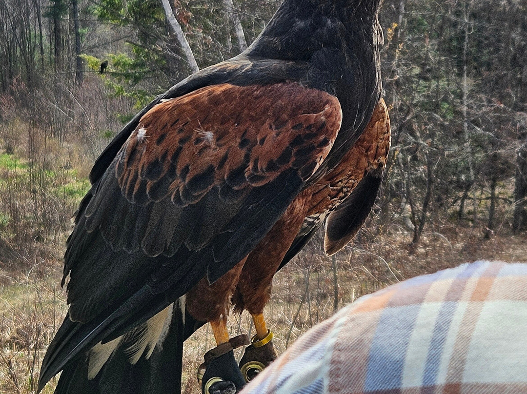 Monadnock Falconry-Temple必去景点