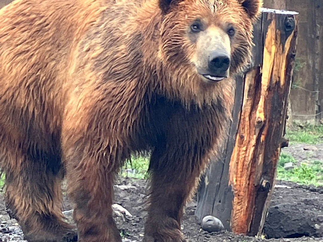 Montana Grizzly Encounter-博兹曼必去景点