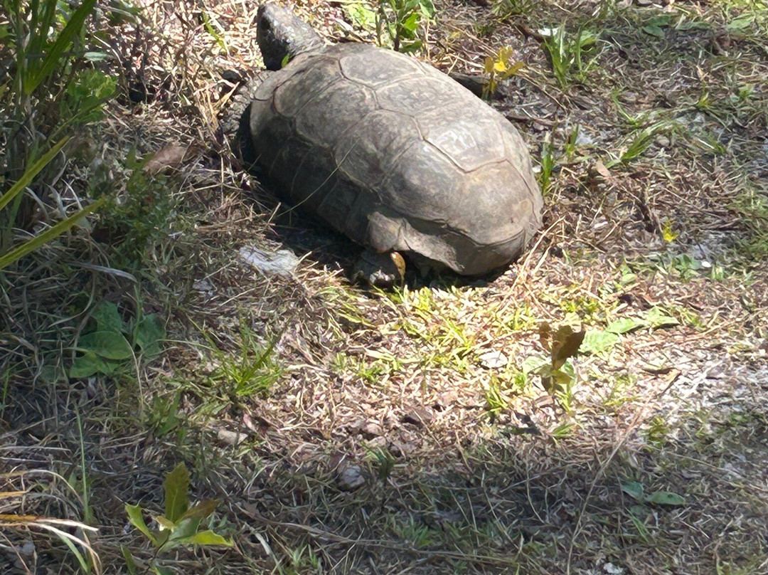 The Disney Wilderness Preserve-基西米必去景点