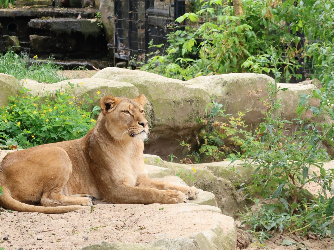 Zoo Antwerpen (dierentuin)-安特卫普必去景点