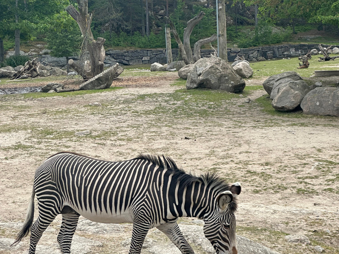 Kolmården Zoo-Kolmarden必去景点