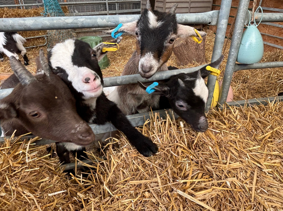 Woodlands Alpaca Farm-沃灵顿必去景点
